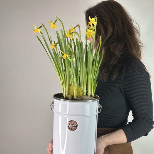 Нарциссы в ведре M