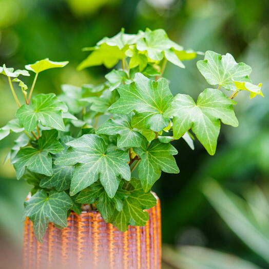Hedera helix  Harlekin  ~ 15cm