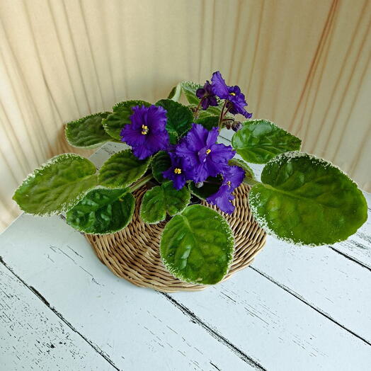 Фиалка (*66), цветущая сенполия