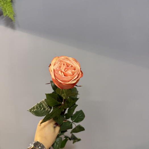 Роза "Кахала"