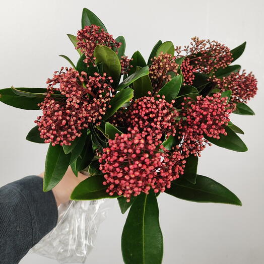 Пачка (3шт) скимия рубелла