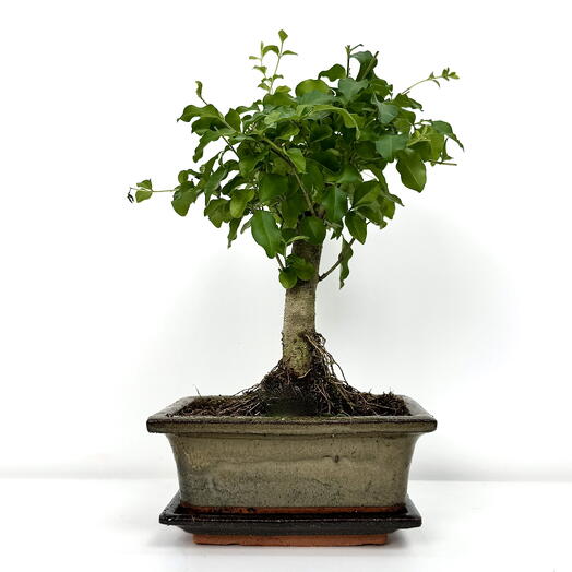 Комнатное дерево Бонсай Лигуструм D15 H25-30 в керамической плошке