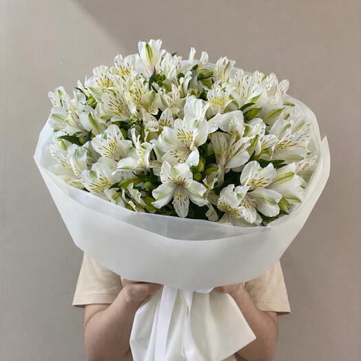 White Alstro