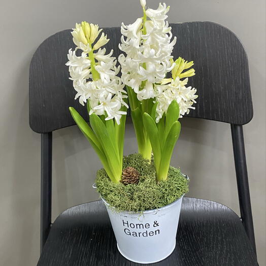 Луковичные Гиацинты в оцинкованном ведре