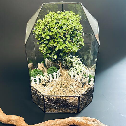 Флорариум с деревцем Бонсай
