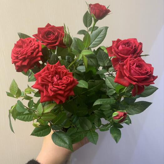Роза кустовая красная в горшке