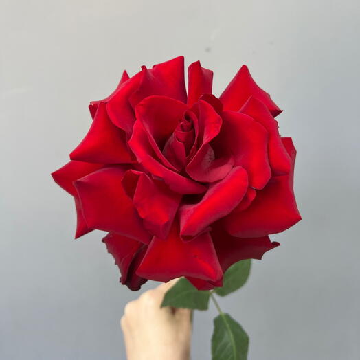 Французская красная роза 🌹