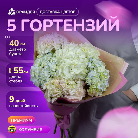 5 гортензий "Джамбо"