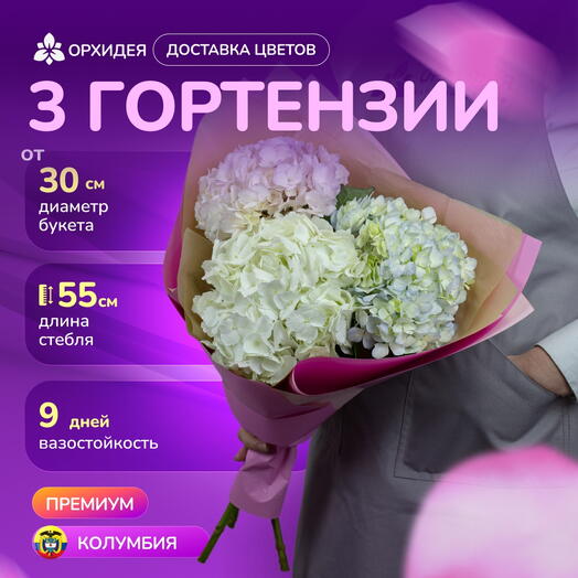 3 гортензии "Джамбо"