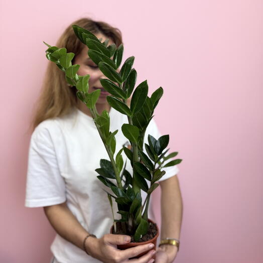 АКЦИЯ: Замиокулькас — стильное украшение любого интерьера 🌿