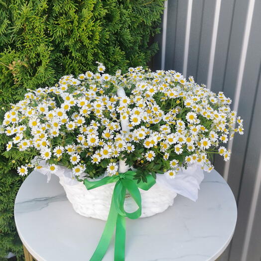 Корзина "Ромашковое поле"🌼