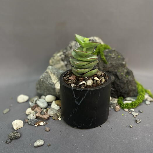 Крассула перфората / Crassula perforata