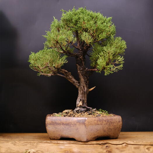 Бонсай Можжевельник Itoigawa (Japan), 40см