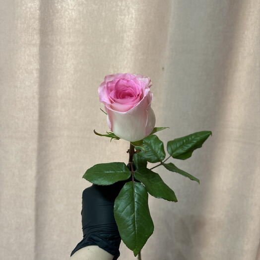 Роза нежно розовая Мандала эквадор 🌷