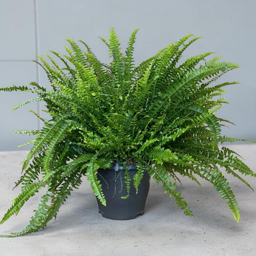 Папоротник «Грин леди»