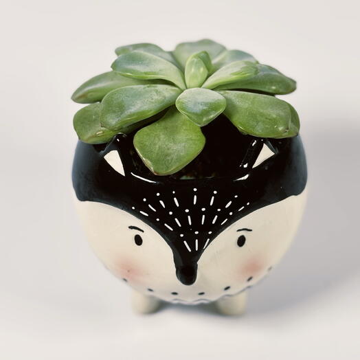 Суккулент Echeveria Strawberry в кашпо ️