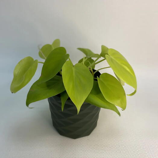 Филодендроне Сканденс Миканс / Philodendron scandens Micans