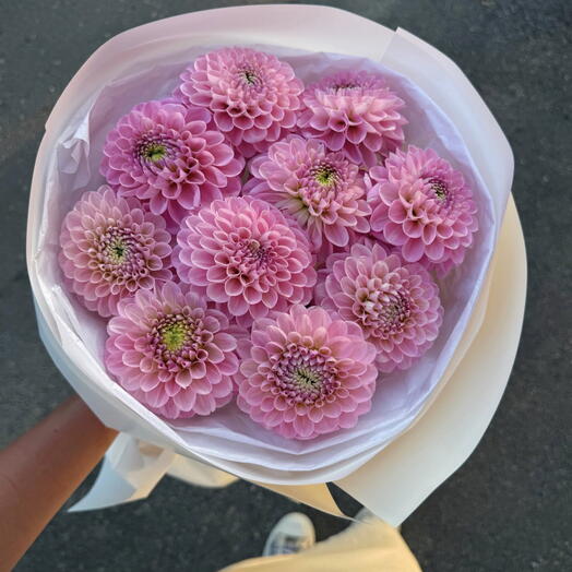 light pink dahlias