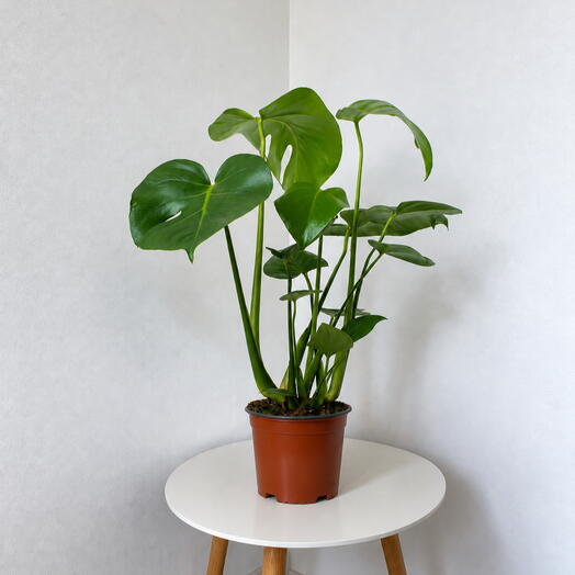 Monstera deliciosa