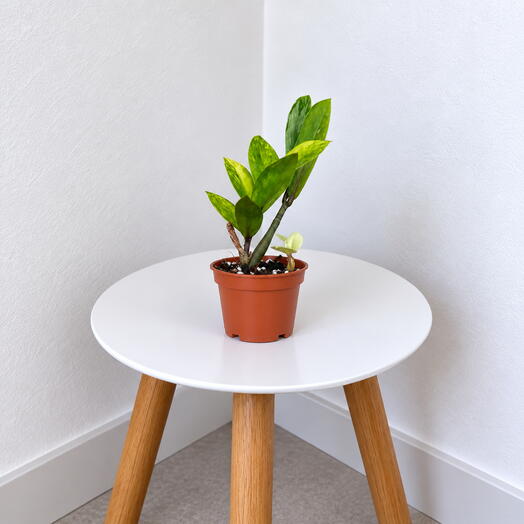 Zamioculcas ‘Yellow  – Bright Tropical Accent