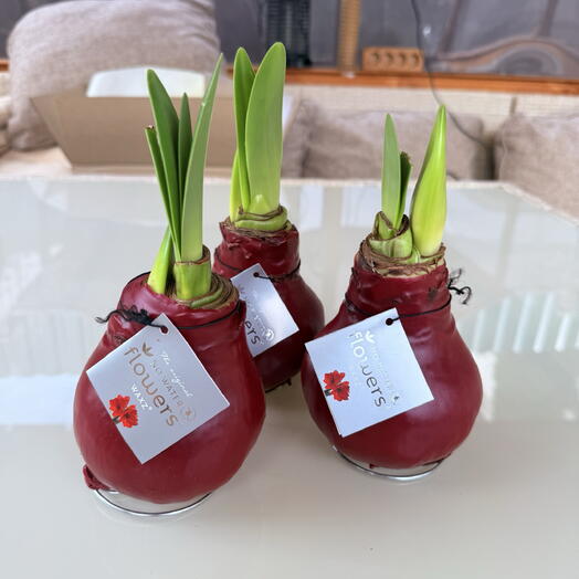 Амариллисы в воске No Water Flowers, 3 штуки для подарка учителям