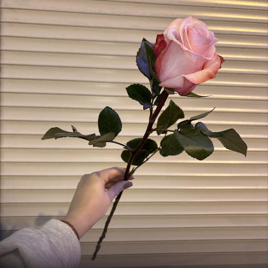 Нежная Роза би свит🌷