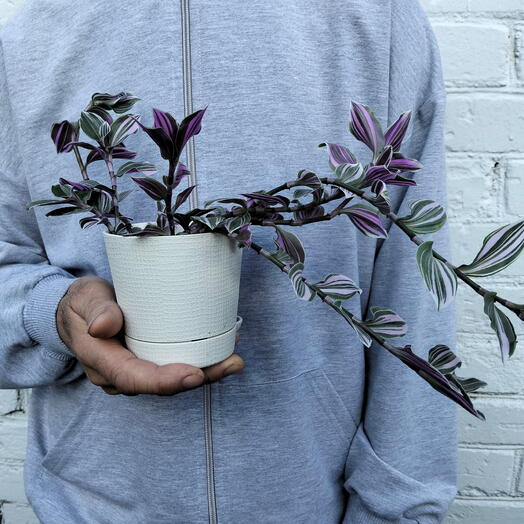 Традесканция Нанук (Tradescantia albiflora)