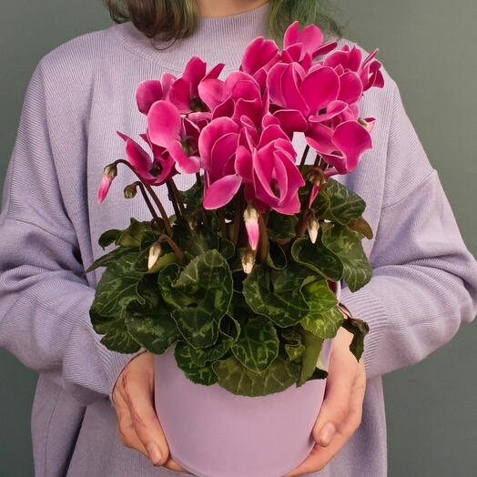 Цикламен розовый в подарочной коробочке💜