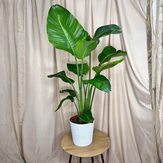 Strelitzia Nicolai 100 cm and planter — tropical elegance for the interior