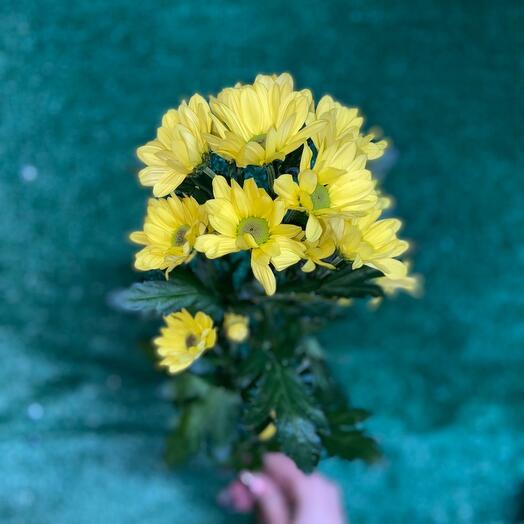 Chrysanthemum bush, yellow