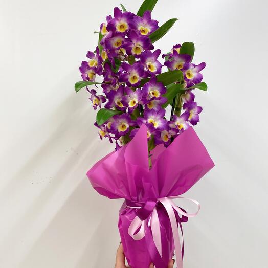 Orchid Dendrobium Nobile in a gift box