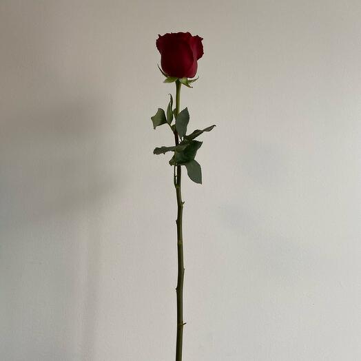Rose Explorer (Ecuador, 60cm)