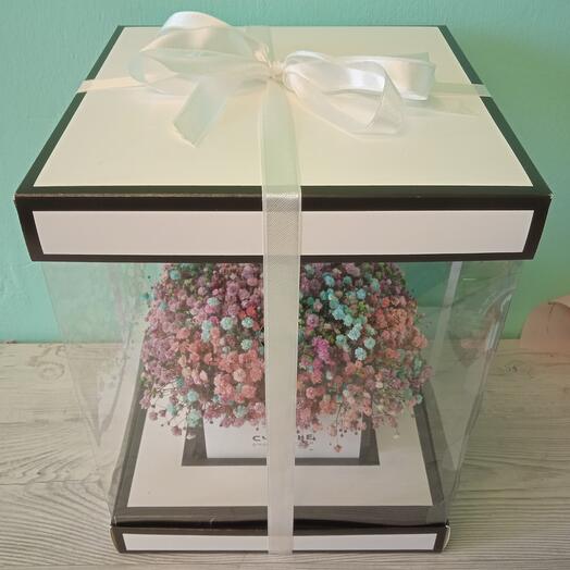 Gypsophila in a transparent box Happiness is next to you