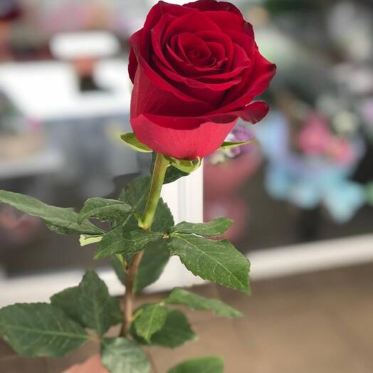 Rosa roja