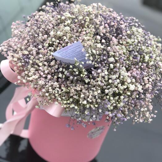 Rainbow gypsophila