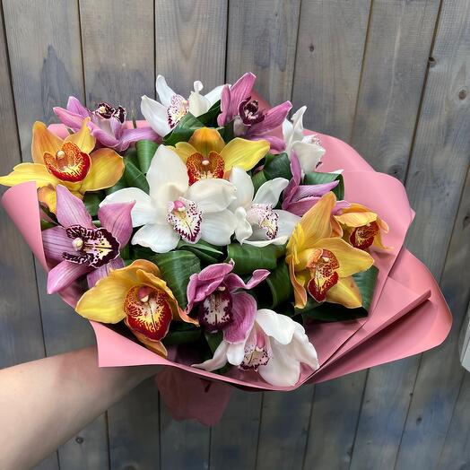 Cymbidium magnífico