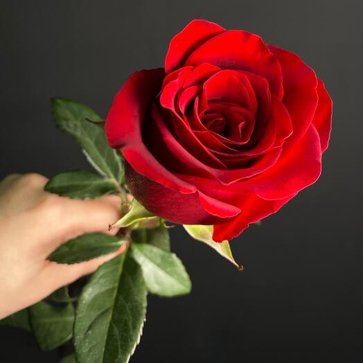 Красная крупная Роза Эквадор 60 см (Эксплоэр)