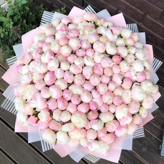 151 peony 🤍