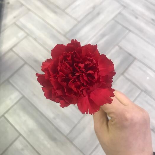 Clavel rojo
