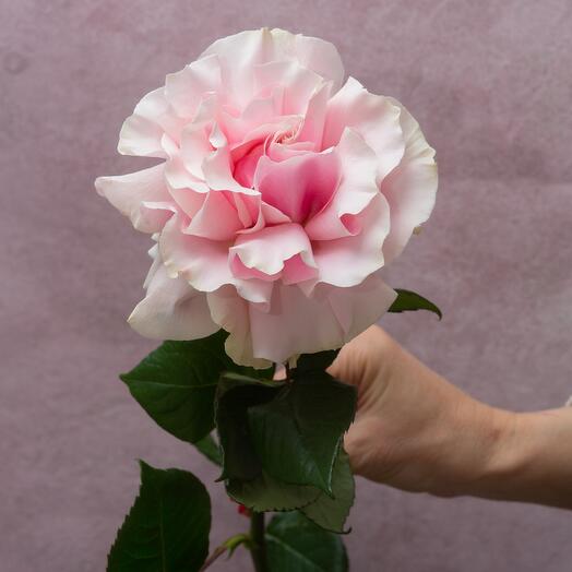 Rosa rosa francesa
