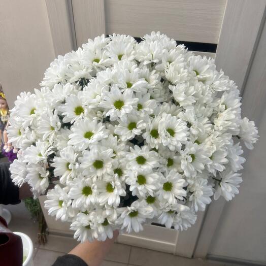 Ромашковое поле