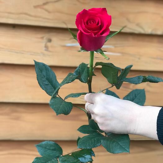 Rosa 70 cm