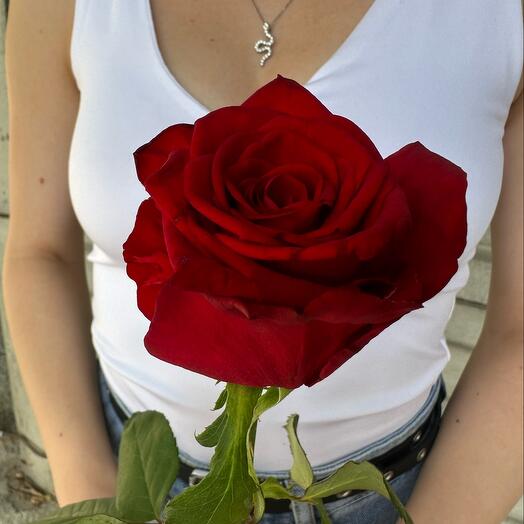 Rosa Roja Naom