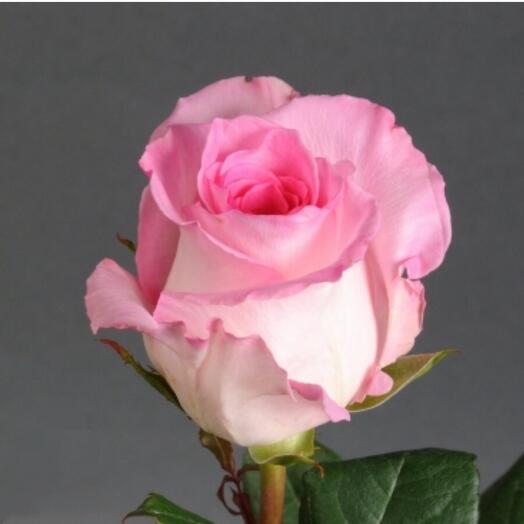 Роза розовая Мандала