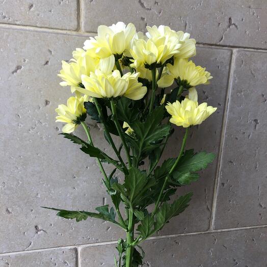 Chrysanthemum bush