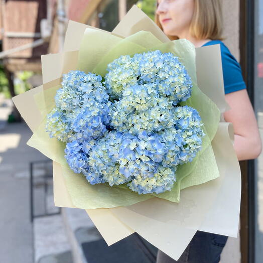Blue hydrangea