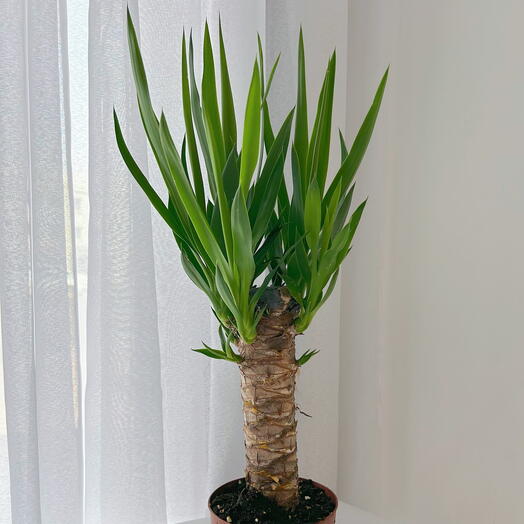 Indoor plant Yucca