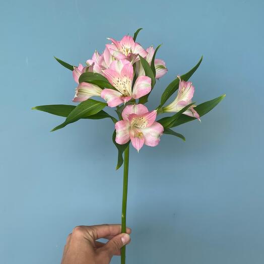 Альстромерия