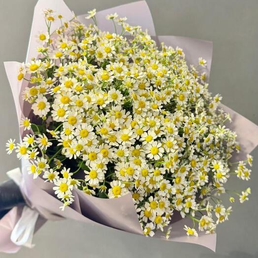 🌸Ромашки луговые