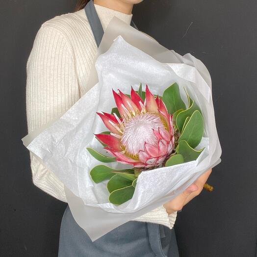 Протея красная в стильной упаковке